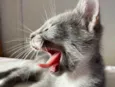 Pitico