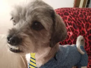 Cachorro raça Shitzu  idade 1 ano nome Nick 