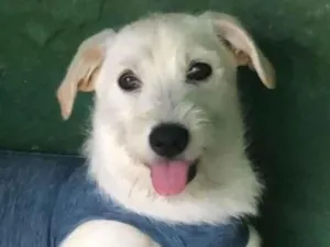 Cachorro raça SRD idade 2 a 6 meses nome Luigi 