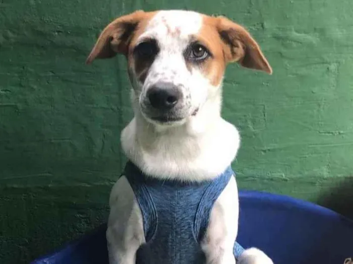 Cachorro raça SRD  idade 2 a 6 meses nome Mario