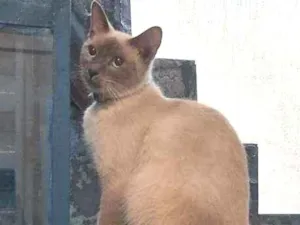 Gato raça Siamês  idade 7 a 11 meses nome Jasmim