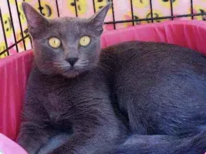 Gato raça Srd idade 1 ano nome Chartotte