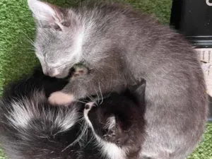 Gato raça SRN idade Abaixo de 2 meses nome Pitico