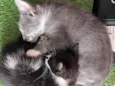 Pitico