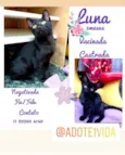 Gato raça SRD idade 2 a 6 meses nome Luna