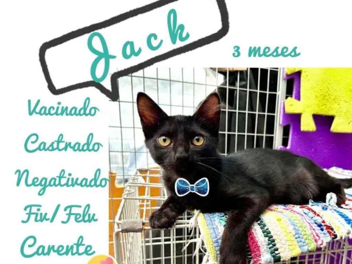 Gato raça SRD idade 2 a 6 meses nome Jack