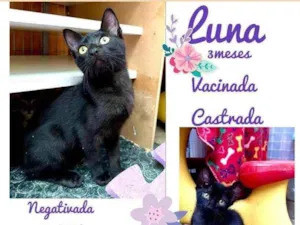 Gato raça SRD idade 2 a 6 meses nome Luna