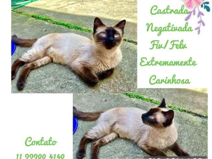 Gato raça Siamesa idade 7 a 11 meses nome Jade