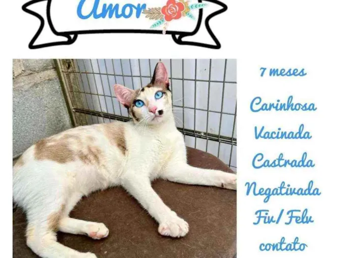 Gato raça Sismes idade 7 a 11 meses nome Amora
