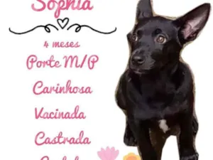 Cachorro raça SRD idade 2 a 6 meses nome Sophia