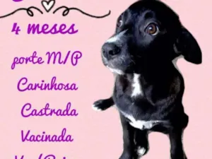Cachorro raça SRD idade 2 a 6 meses nome Clarinha