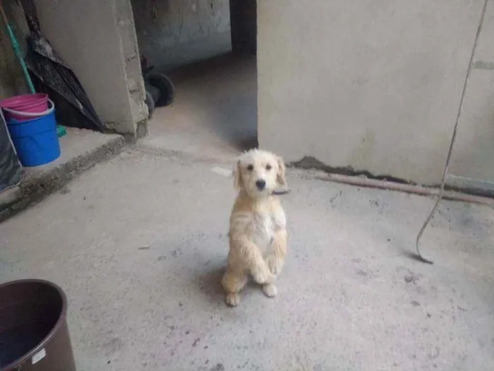 Cachorro ra a Vira lata idade 4 anos nome Lucy e Hana