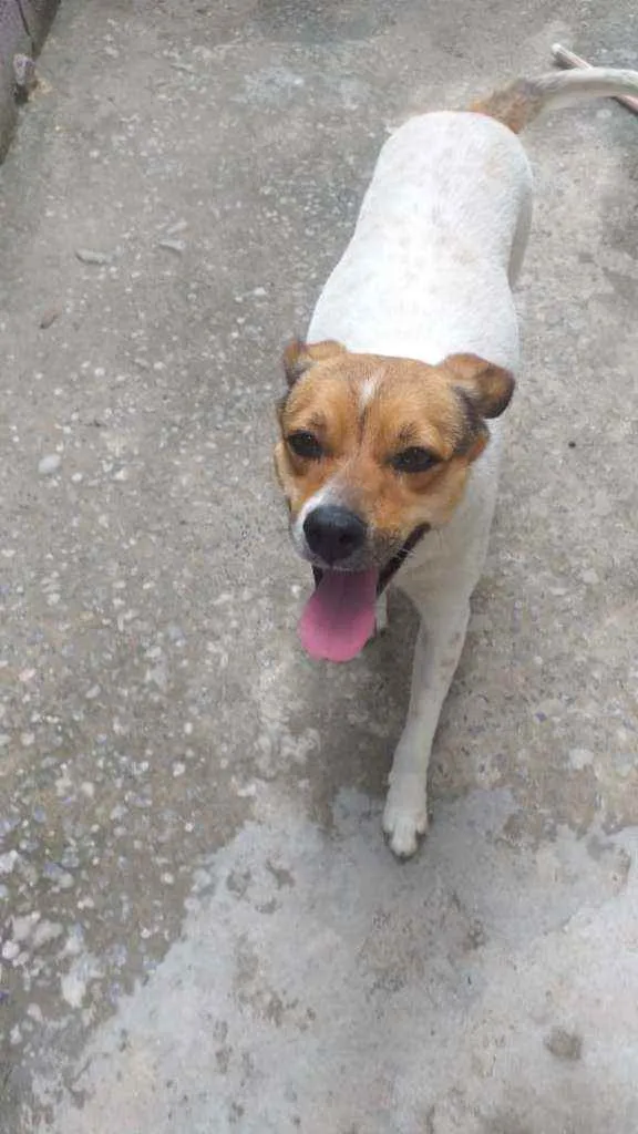 Cachorro ra a Vira lata idade 4 anos nome Lucy e Hana
