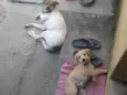 Lucy e Hana
