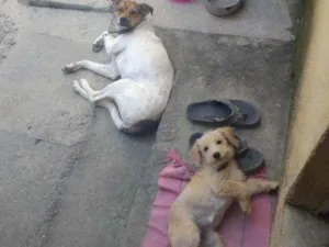 Cachorro raça Vira lata idade 4 anos nome Lucy e Hana