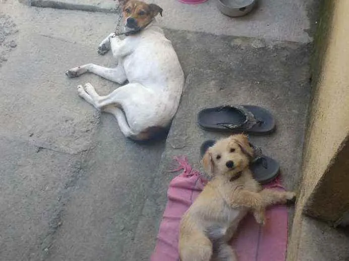 Cachorro ra a Vira lata idade 4 anos nome Lucy e Hana