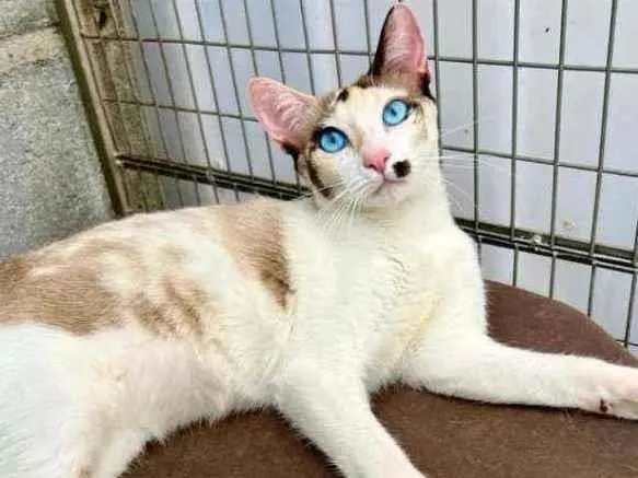 Gato raça Sismes idade 7 a 11 meses nome Amora