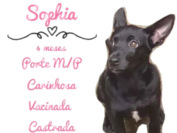 Cachorro raça SRD idade 2 a 6 meses nome Sophia