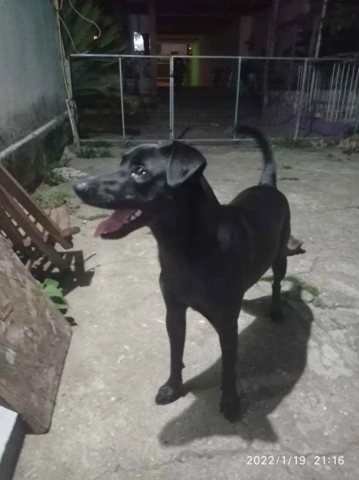 Cachorro ra a Vira lata idade 1 ano nome Asta