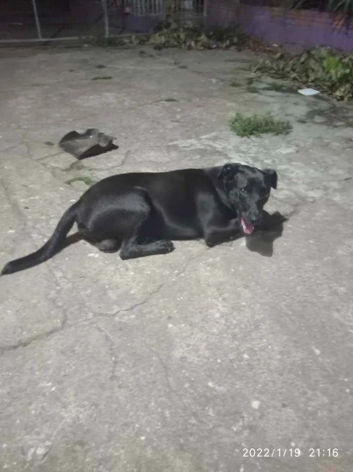 Cachorro ra a Vira lata idade 1 ano nome Asta