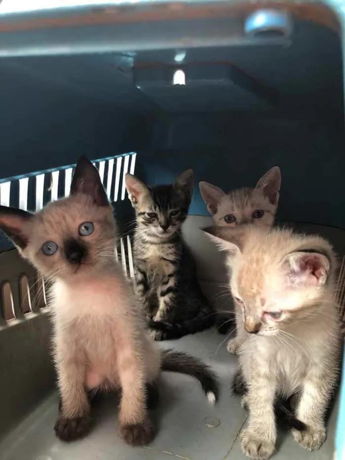 Gato ra a Nao sabemos idade Abaixo de 2 meses nome Gatinha 