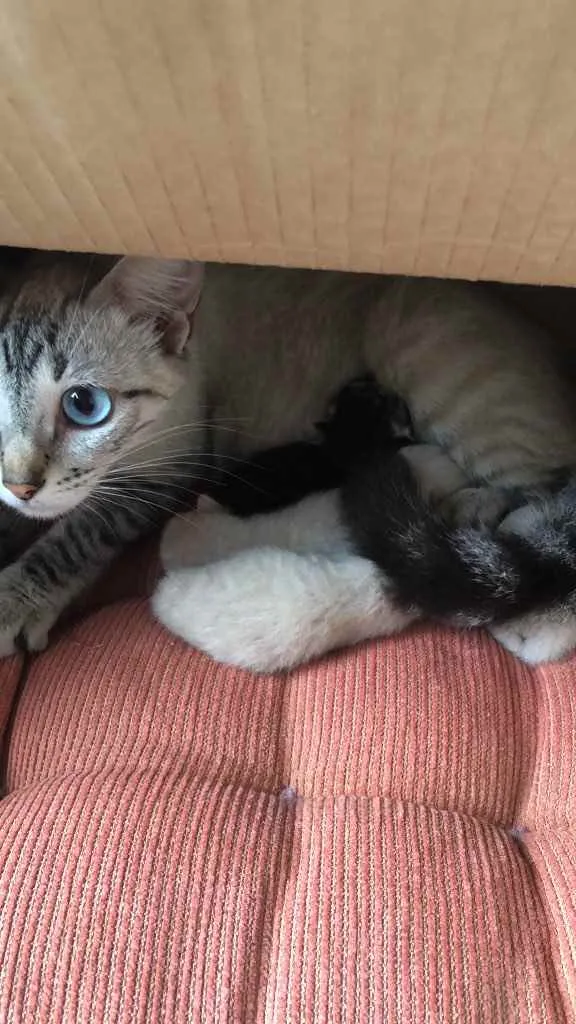 Gato ra a Nao sabemos idade Abaixo de 2 meses nome Gatinha 