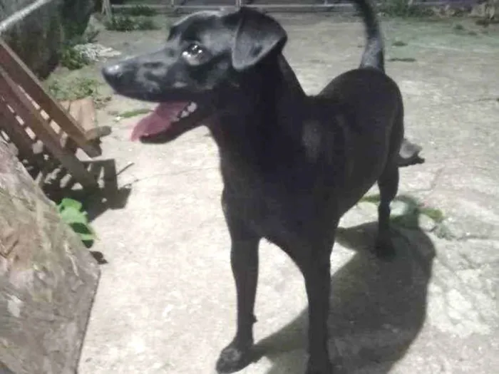 Cachorro ra a Vira lata idade 1 ano nome Asta