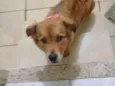 Toddy