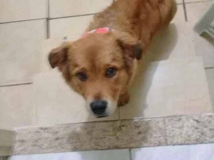 Cachorro raça Desconhecido idade 7 a 11 meses nome Toddy