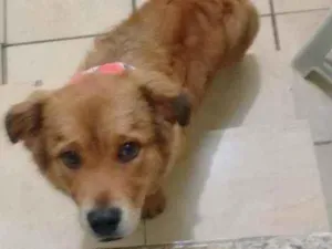 Cachorro raça Desconhecido idade 7 a 11 meses nome Toddy