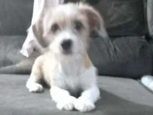 Cachorro raça Misturado: shytso com vira lat idade 2 a 6 meses nome Lola