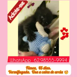 Gato raça SRD idade Abaixo de 2 meses nome Sem nome