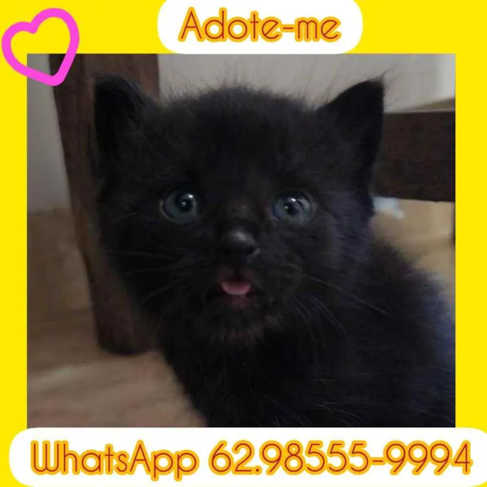 Gato raça SRD idade Abaixo de 2 meses nome Sem nome