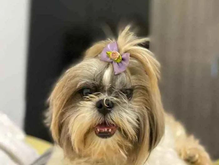 Cachorro raça Shihtzus  idade  nome Gaya