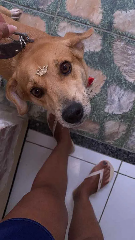 Cachorro ra a Vira lata  idade 4 anos nome Mel