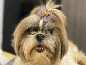 Cachorro raça Shihtzus  idade  nome Gaya