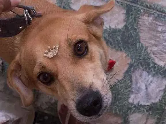 Cachorro ra a Vira lata  idade 4 anos nome Mel