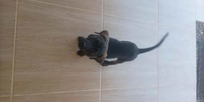 Cachorro ra a Indefinida idade 2 a 6 meses nome Ted