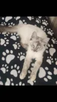Chloe