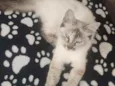 Chloe