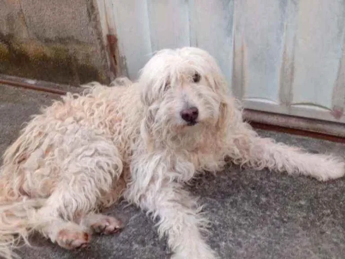 Cachorro ra a Puldo idade 4 anos nome Fofao