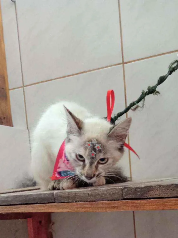 Gato ra a Srd idade 2 a 6 meses nome Chloe