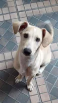 Cachorro raça Vira lata  idade 2 a 6 meses nome Maria Helena