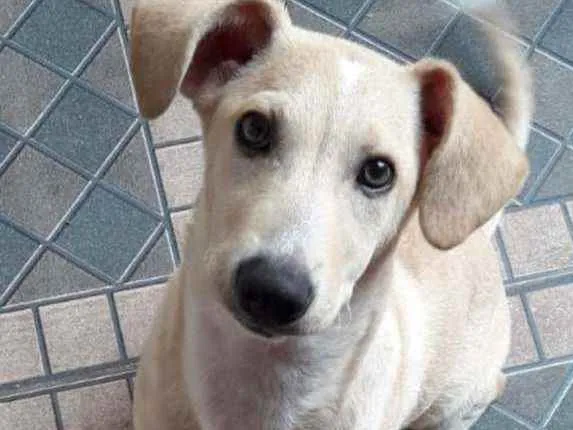 Cachorro raça Vira lata  idade 2 a 6 meses nome Maria Helena