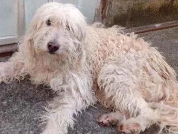 Cachorro ra a Puldo idade 4 anos nome Fofao