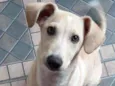 Cachorro raça Vira lata  idade 2 a 6 meses nome Maria Helena
