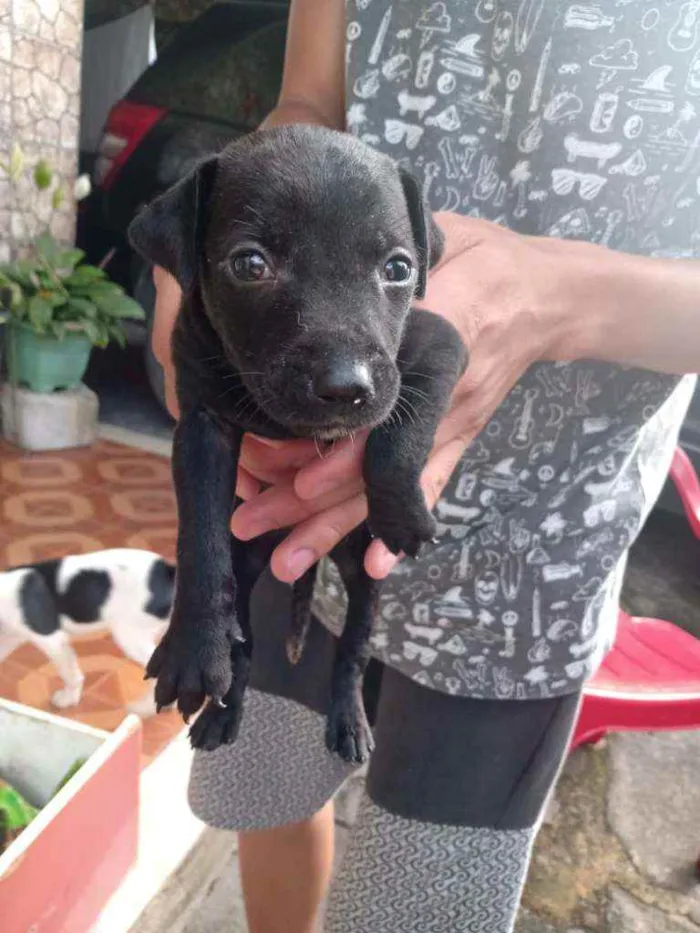 Cachorro ra a Vira lata idade Abaixo de 2 meses nome Não tem