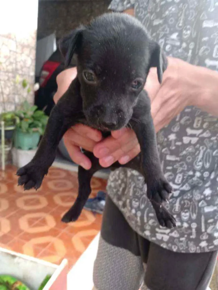 Cachorro ra a Vira lata idade Abaixo de 2 meses nome Não tem