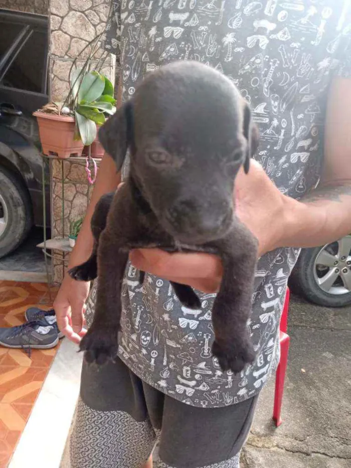 Cachorro ra a Vira lata idade Abaixo de 2 meses nome Não tem