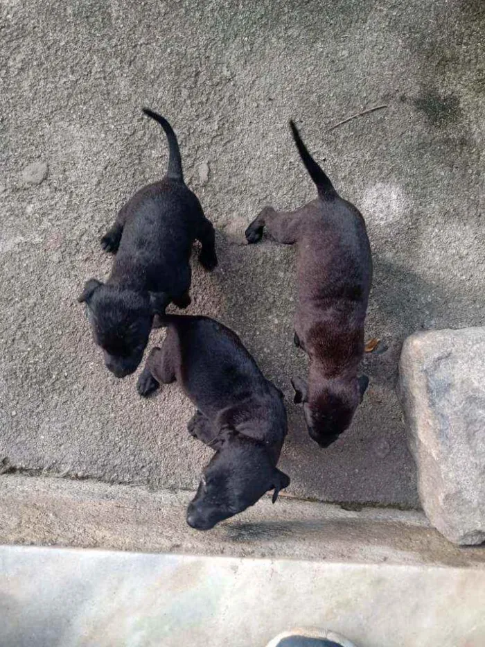 Cachorro ra a Vira lata idade Abaixo de 2 meses nome Não tem